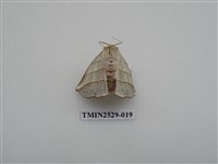 藏品(尺蛾2)的圖片